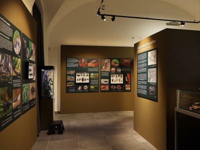 Moravské zemské muzeum – náhled webu
